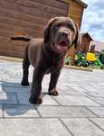 Labrador retriever