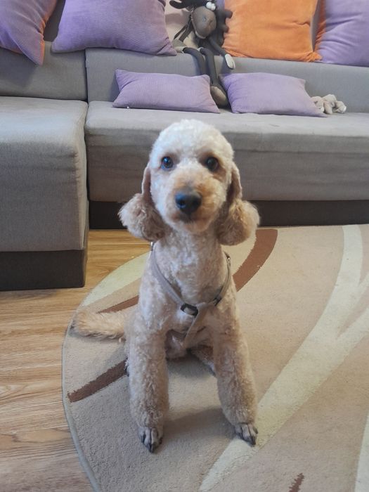 Вязка карликовий пудель