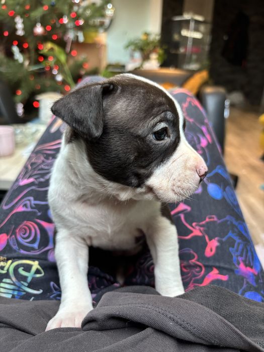 Amstaff suczka szczeniak