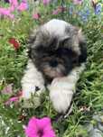 Shih tzu suczka