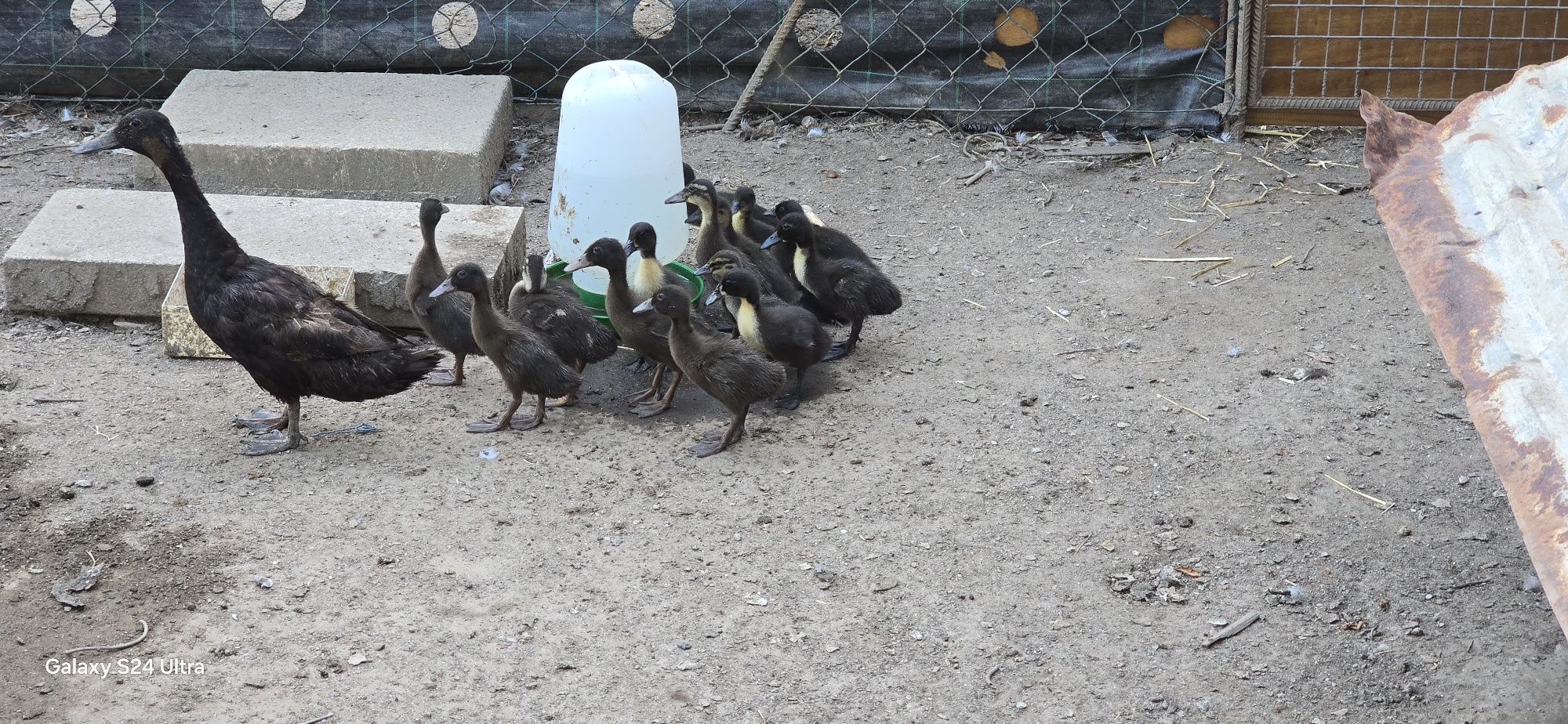 patos de diversas raças com 1 mês (viana do castelo)