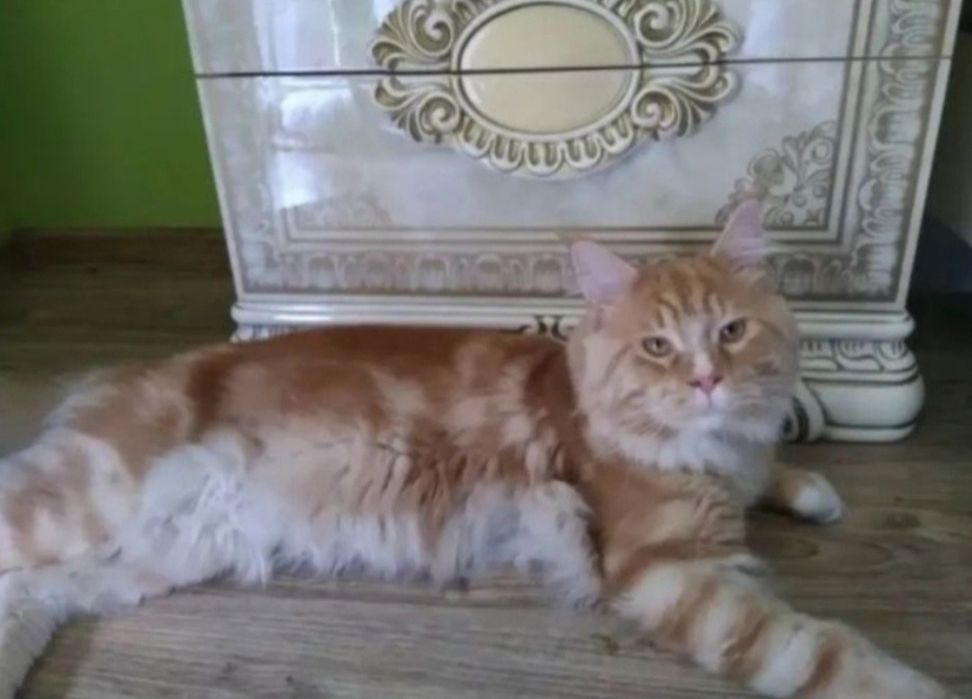 Maine Coon dziewczka 1600zl