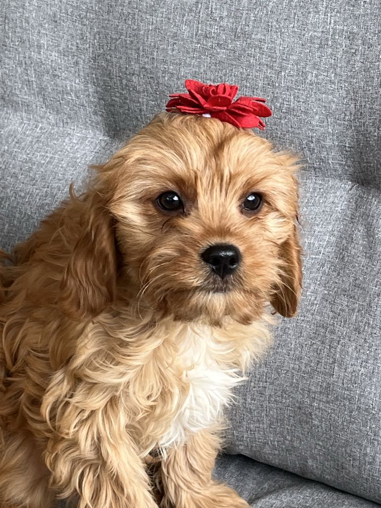 Cudowna suczka cavapoo gotowa do odbioru