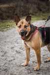 Lucky- większy, przyjazny pies do adopcji