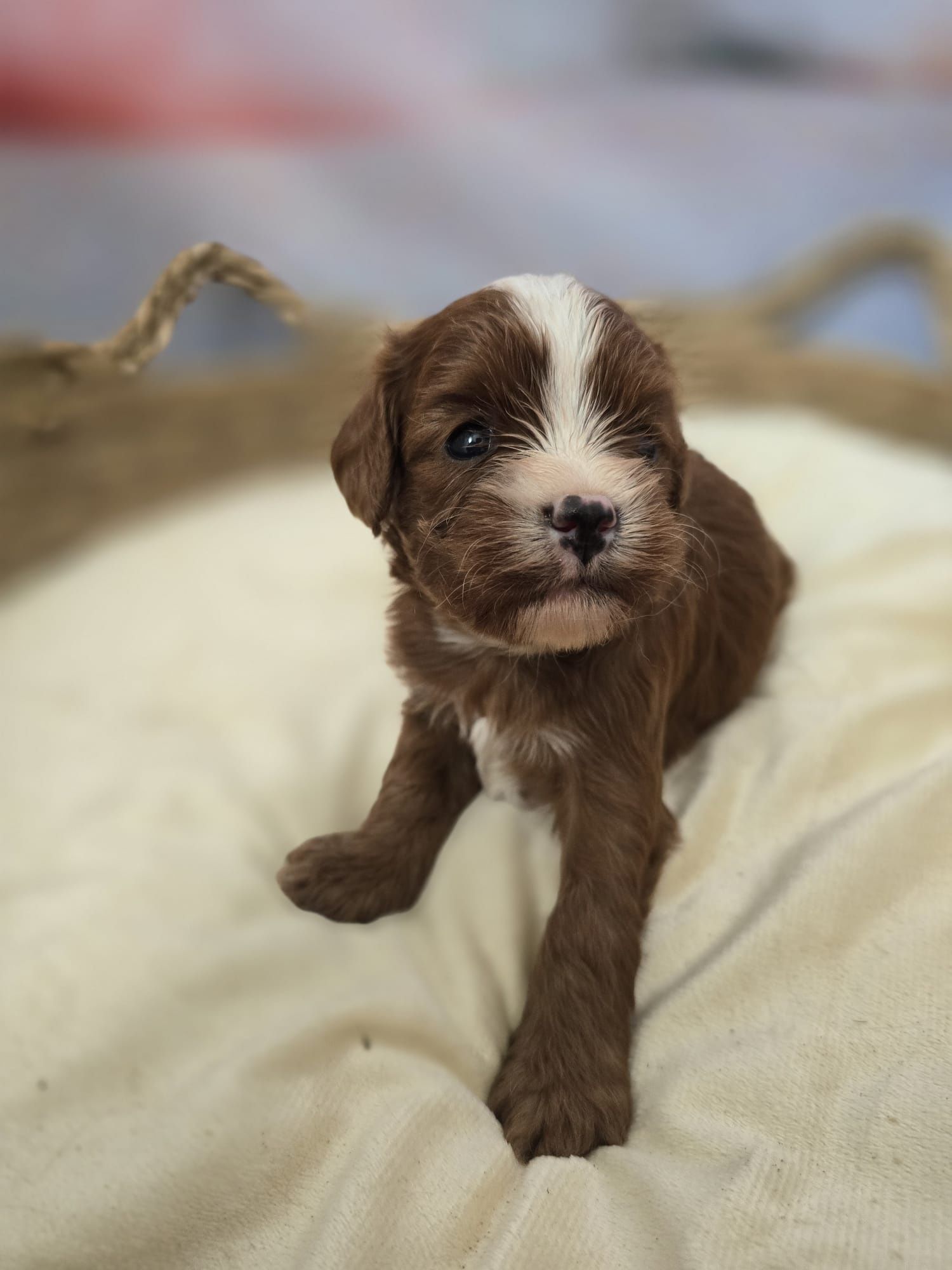 Cavapoo  śliczny chłopiec  maltipoo