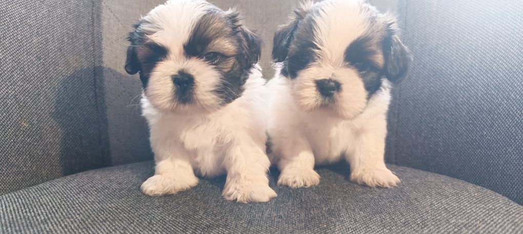 Piękne shih tzu zapraszam