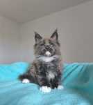 Kocurek Maine Coon