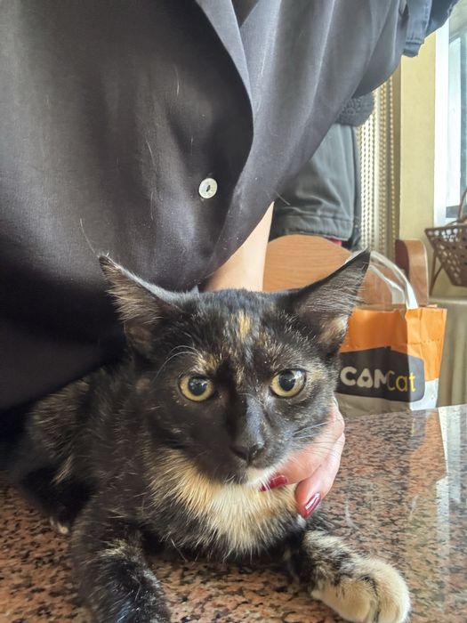 Gatinha bebé grátis 4 meses tricolor