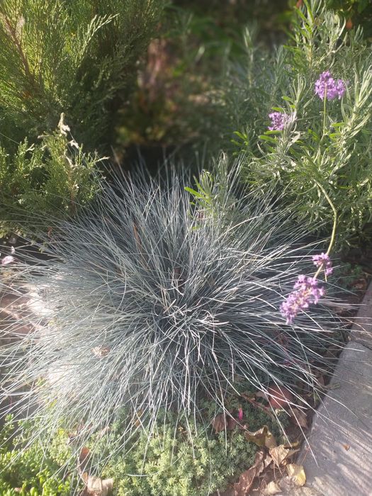 Овсяниця сиза декоративна