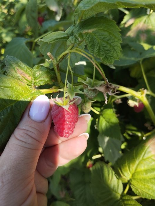 Продам саджанці малинового дерева