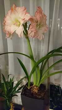 Amarylis zwartnica Afrodyta hippeastrum