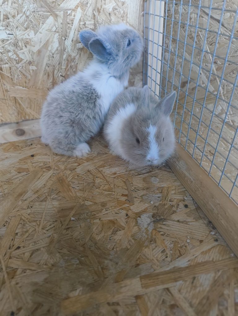 Kròlik miniaturka