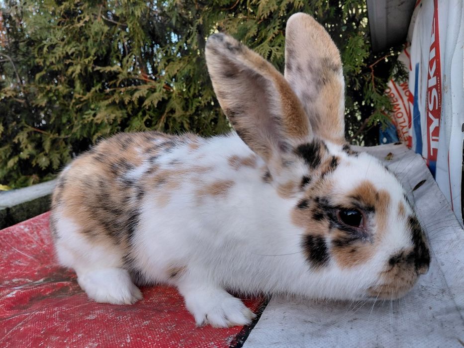 Samiec trojbarwny młody