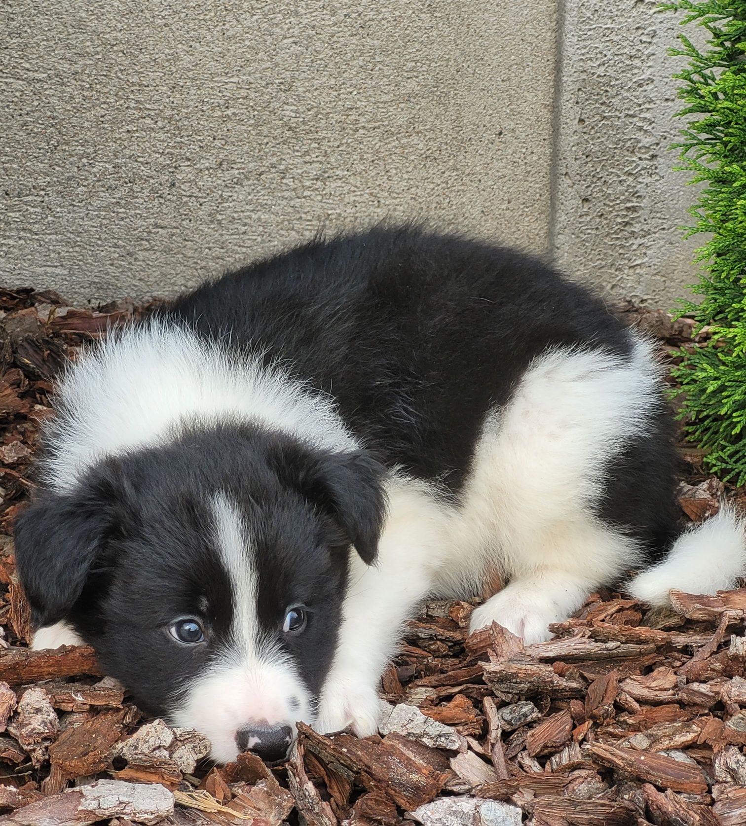 Border Collie Czarno Biały Szczeniak  1