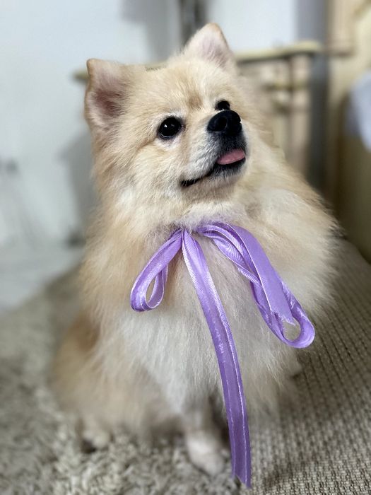 Обіймай і не відпускай  чарівні Померанські шпіци тут!