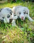 Suczka border collie