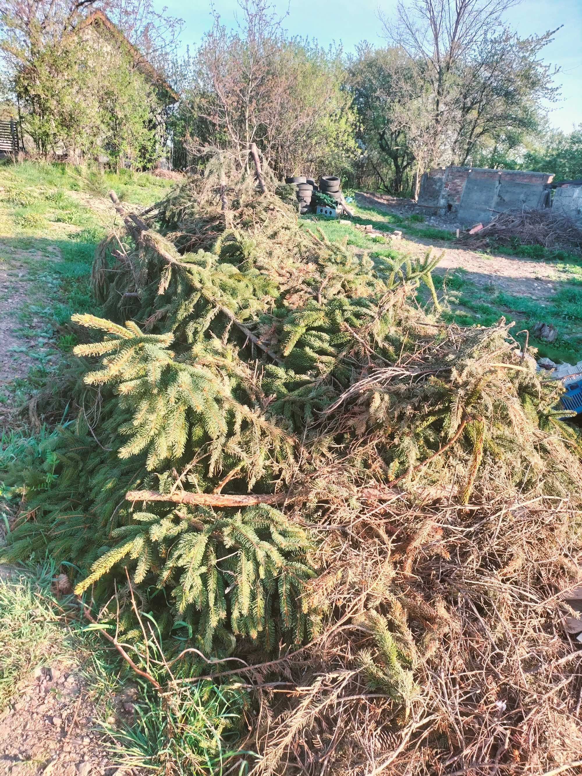 Gałęzie sosnowe oddam