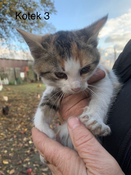 Urocze kociaki szukają kochających domów