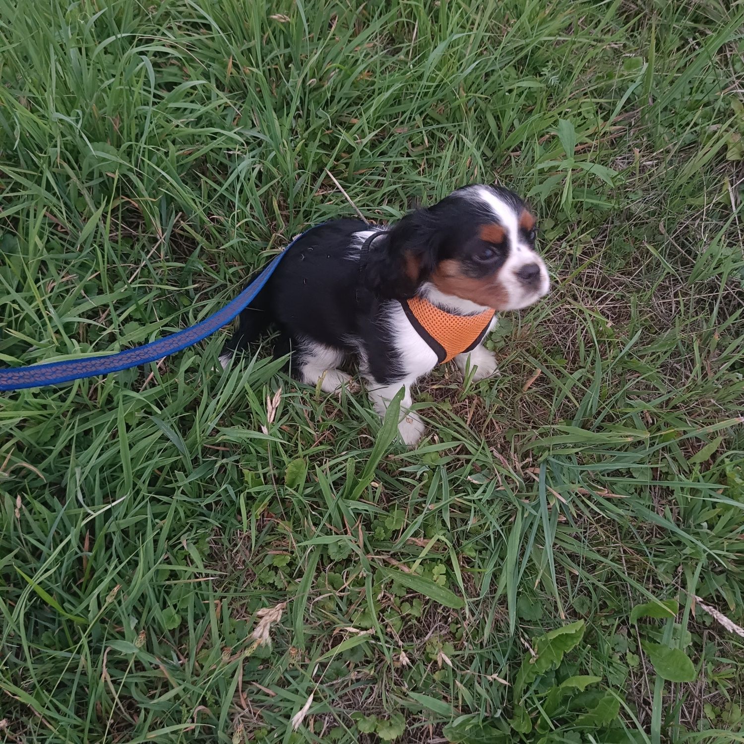 Cavalier King Charles Spaniel nie cavapoo