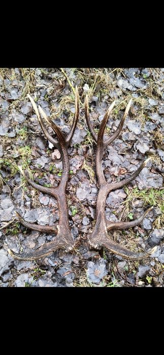 Poroża jelenia zrzuty