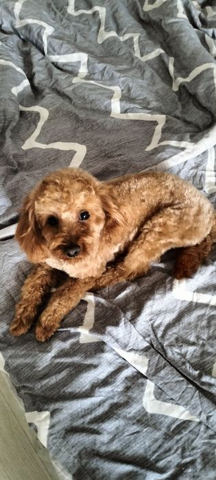 В'язка той пудель