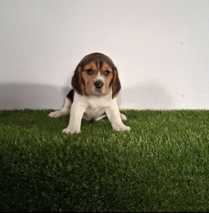Beagle de excelente qualidade