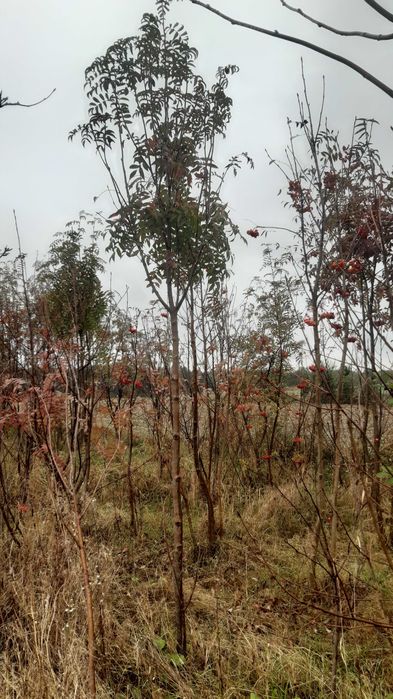 Jarząb pospolity (jarzębina) Sorbus auquparia od 10 do 16 cm obwodu