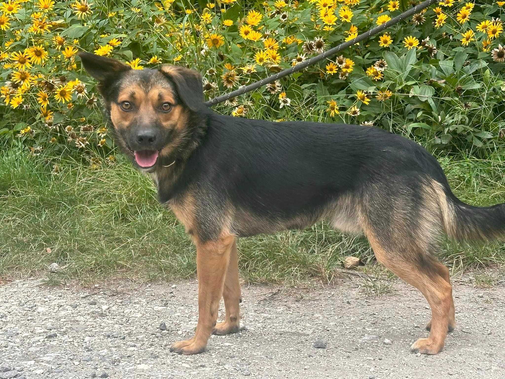 Malcolm - psiak do adopcji