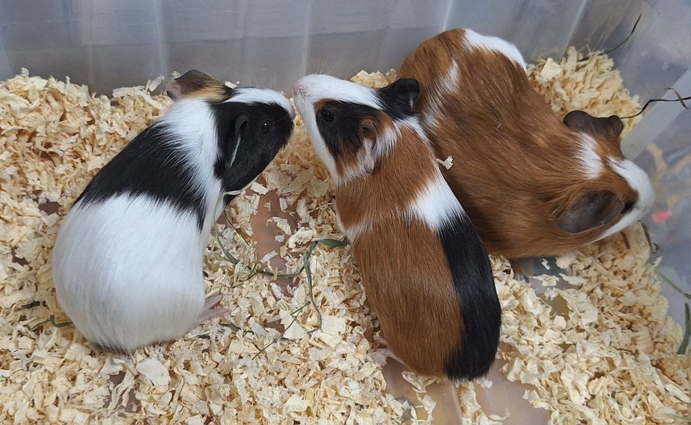 Świnki morskie samiczki.