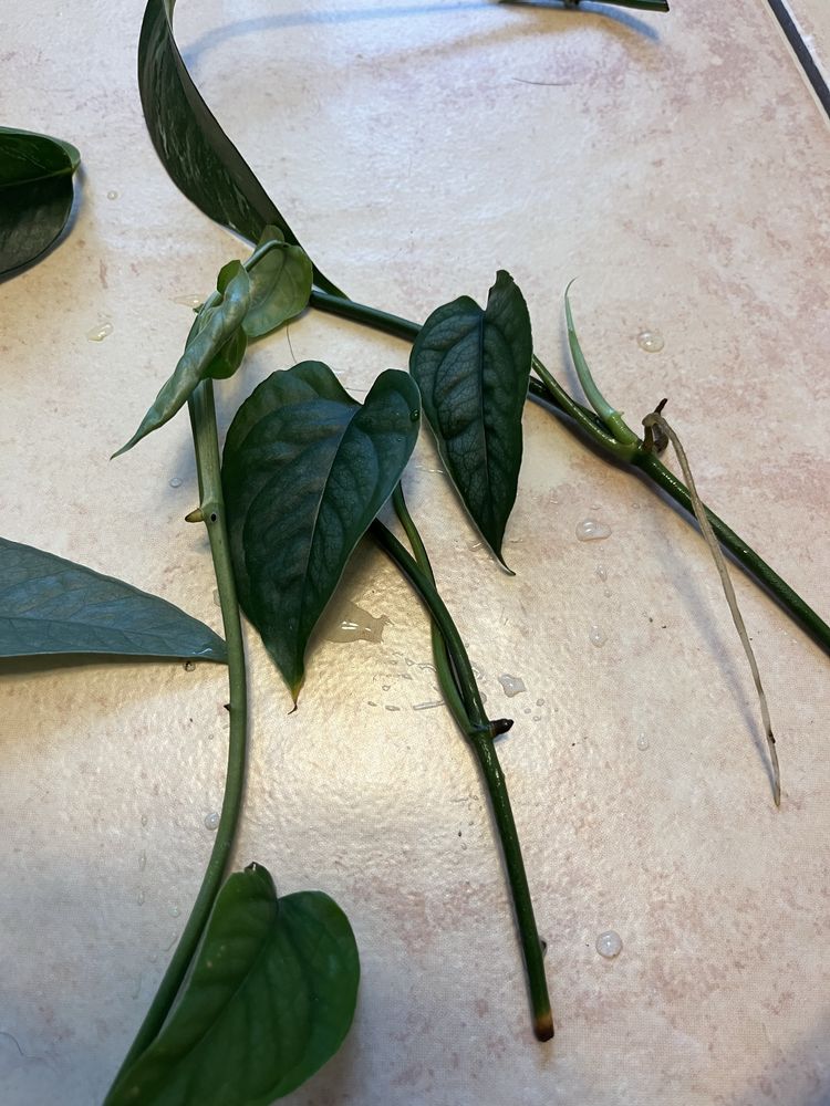 Zestaw kolekcjonerski epipremnum variegata cebu blue monstera
