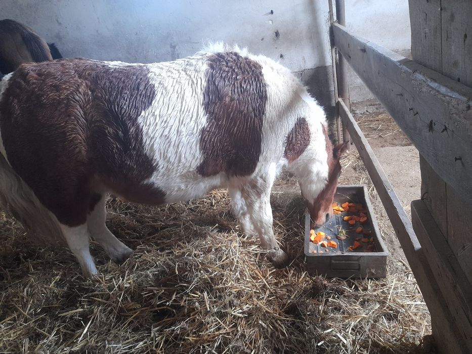 Kucyk , klacz huculska