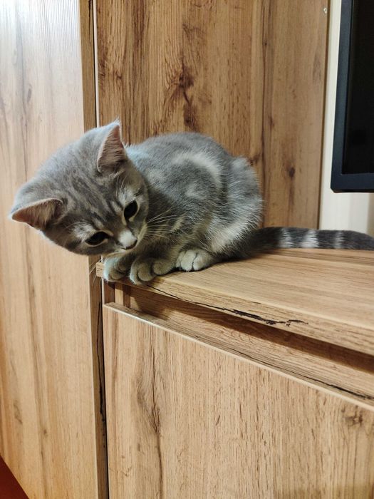 Дівчинка британка