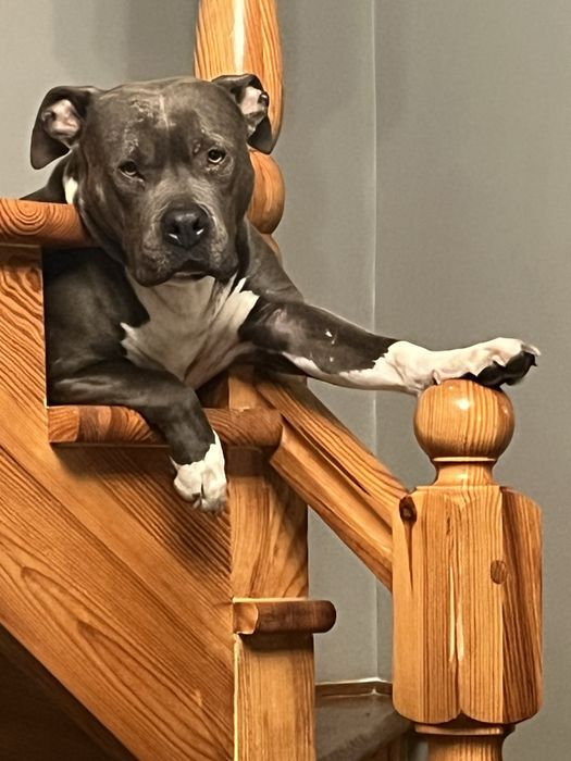Amstaff. Piękny chłopiec. Zapraszamy do rezerwacji .