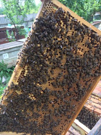Продам бджолопакети, бжолосім’ї, вулики, рамки.