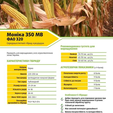 Насіння кукурудзи ФАО 320,соняшника,семена кукурузы Монсанто
