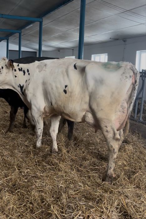 DOSTAWA KRÓW – 4.12 (czwartek)