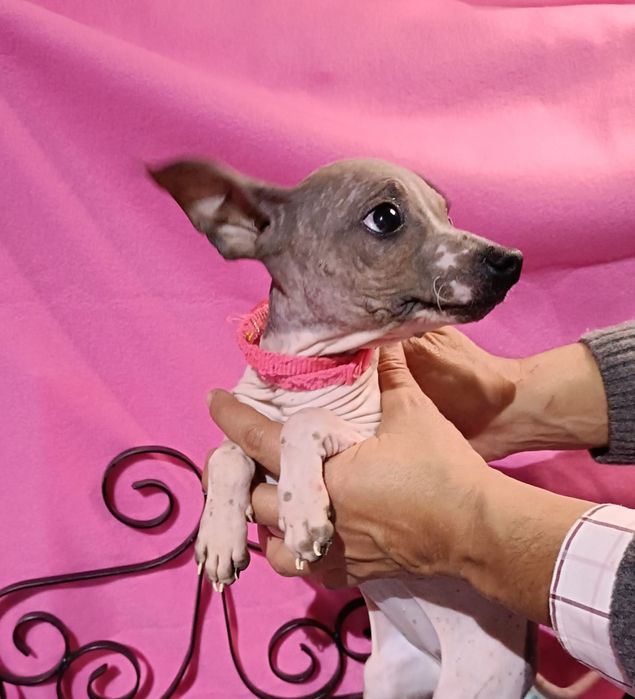 Cão sem pêlo (American Hairless Terrier)