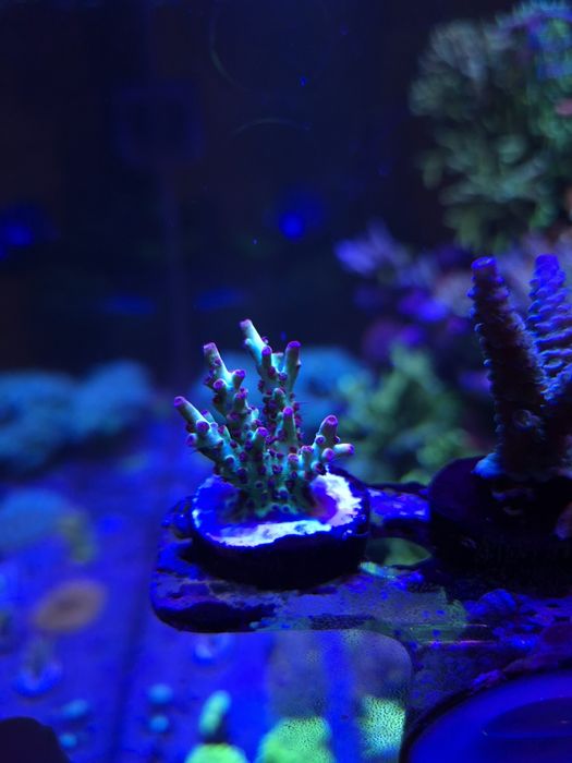 Acropora strawberry truskawka