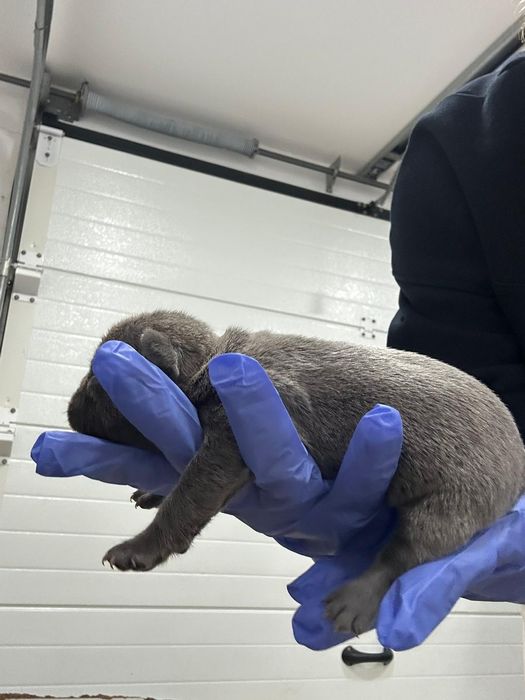 Bulldog Francês Exótico