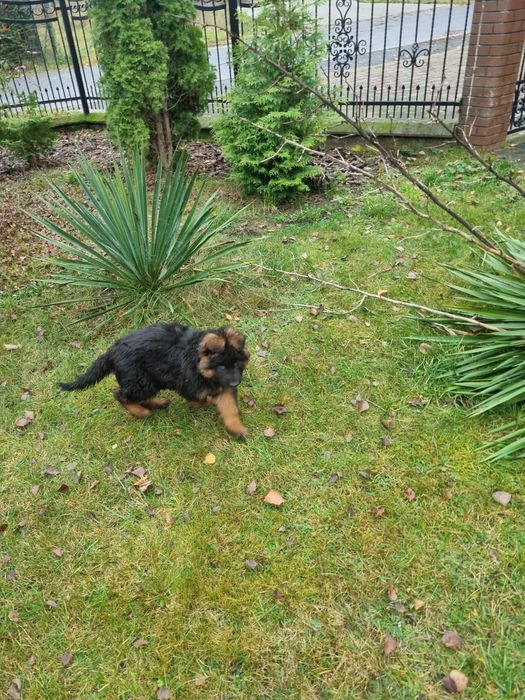 Owczarek niemiecki długowłosy - szczenię