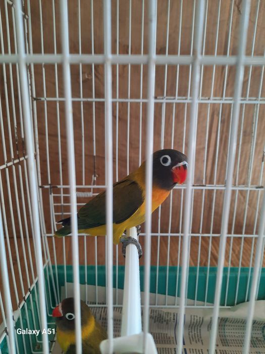 Agapornis Personata 2025 mais gaiola