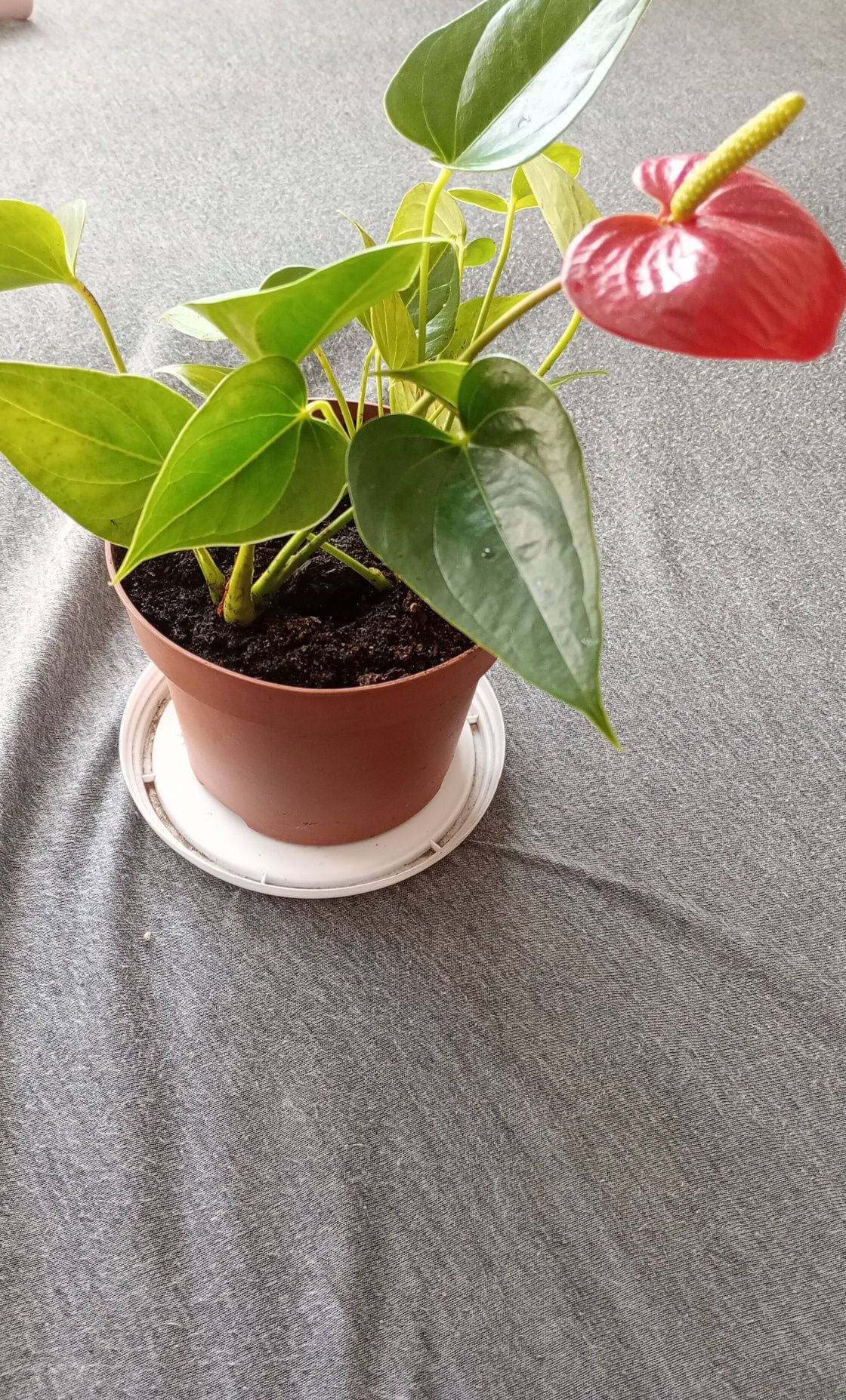 Sprzedam roślinę doniczkową - Anthurium.