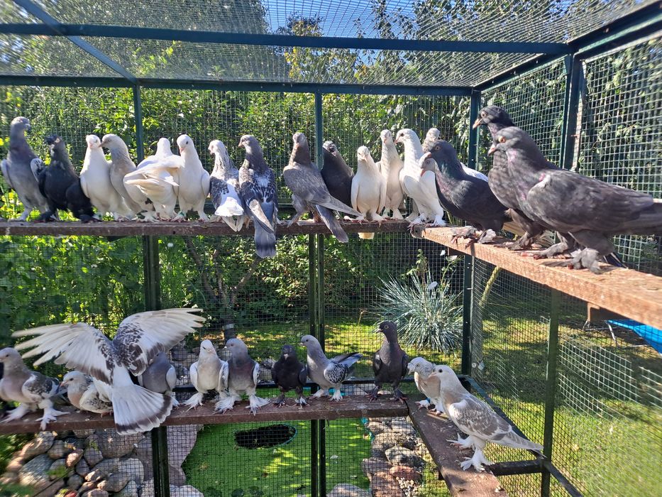 Takla Turecka gołąbki  akrobatyczne