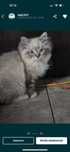 Ragdoll kotka 4msc