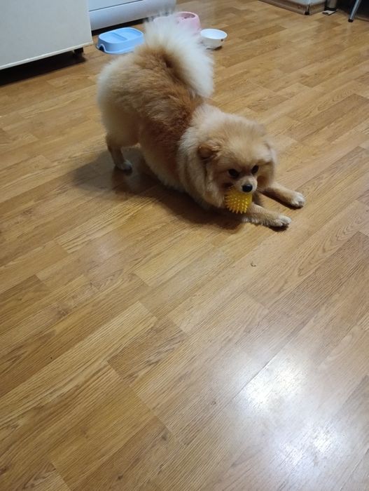 Померанський шпіц