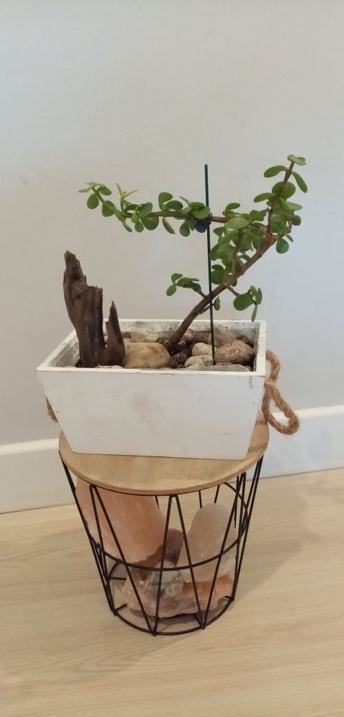 Bonsai formowanie, drzewko szczęścia, ozdobne, wyjątkowe, w doniczce