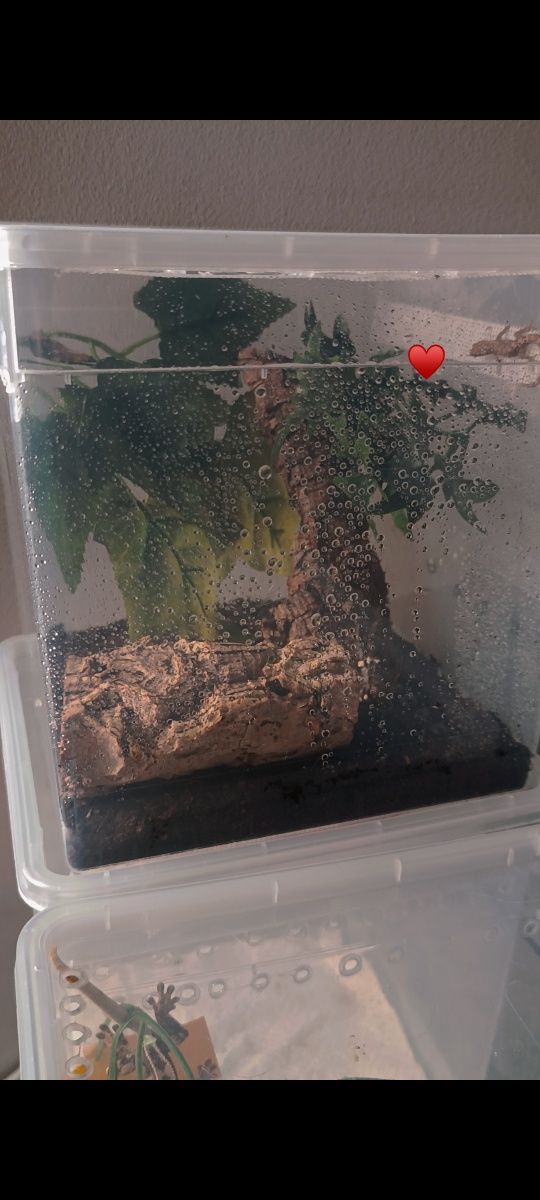 Gekony płaczące (lepidodactylus lugubris) z terrariami