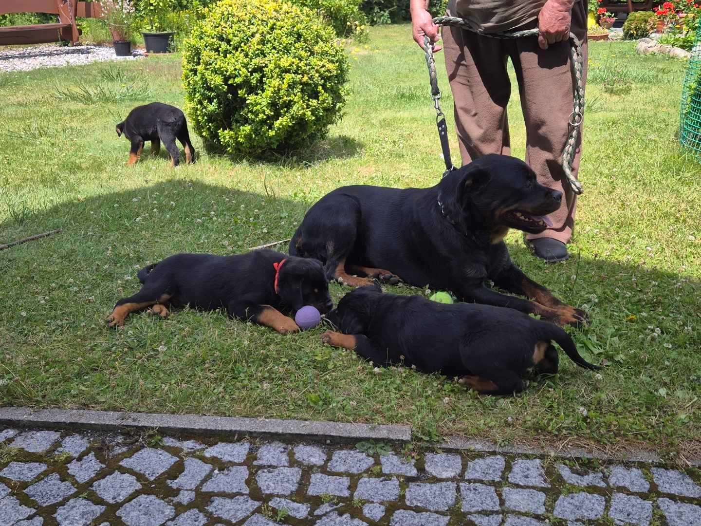 Sprzedam szczeniaka Rottweiler