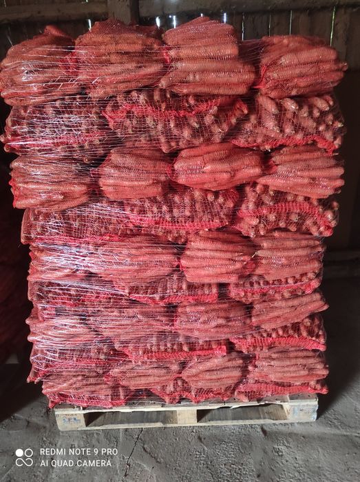 Marchew brudna ukladana