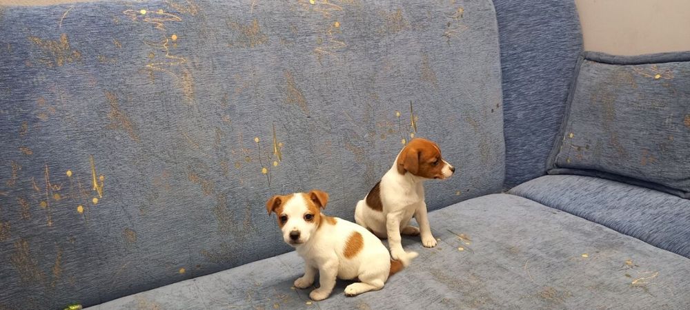 Jack Russell Terrier suczka